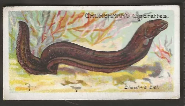 Churchman-Fishes Of The World 1912 (Rare Subject)-#15- Electric Eel