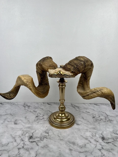Trophée Cabinet De Curiosités Avec Cornes De Gazelle Sur écusson - Taxidermie - Occasion