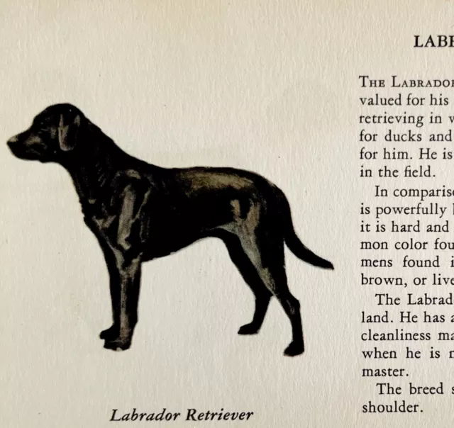 Labrador Retriever 1939 Dog Breed Art Ole Larsen Color Plate Print PCBG18