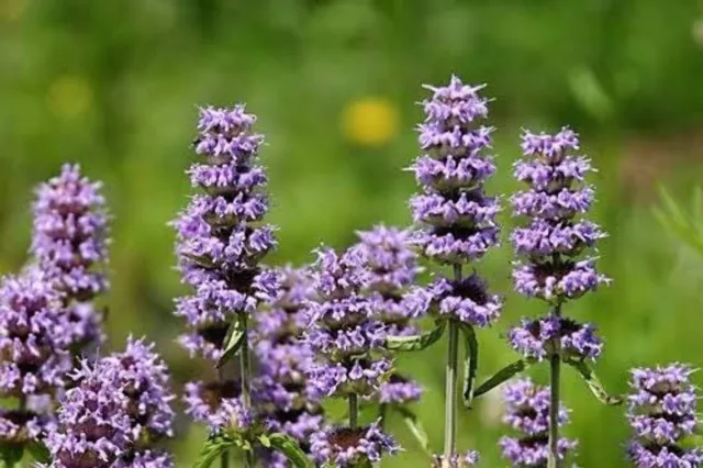 200 PURPLE WOOD MINT Blephilia Ciliata Downy Pagoda Horsemint Herb Flower Seeds