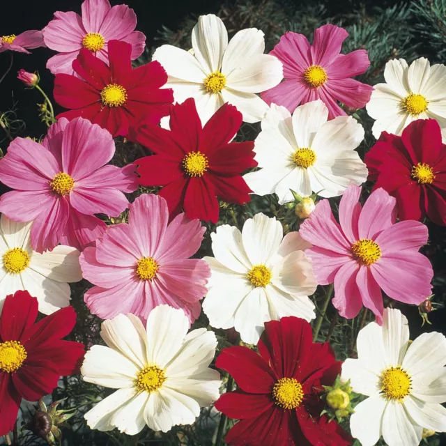 Cosmos Seeds - Sensation Mix - Reseeding Annual - 100 Seeds