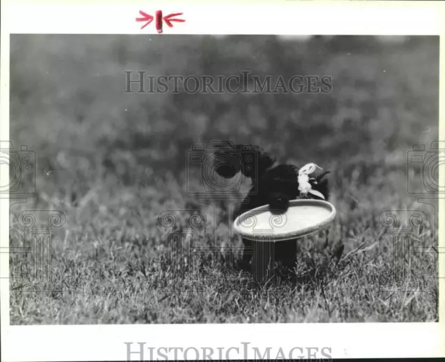 1989 Press Photo Tiny dog carries Frisbee disc at SPCA Mutt Show in Houston