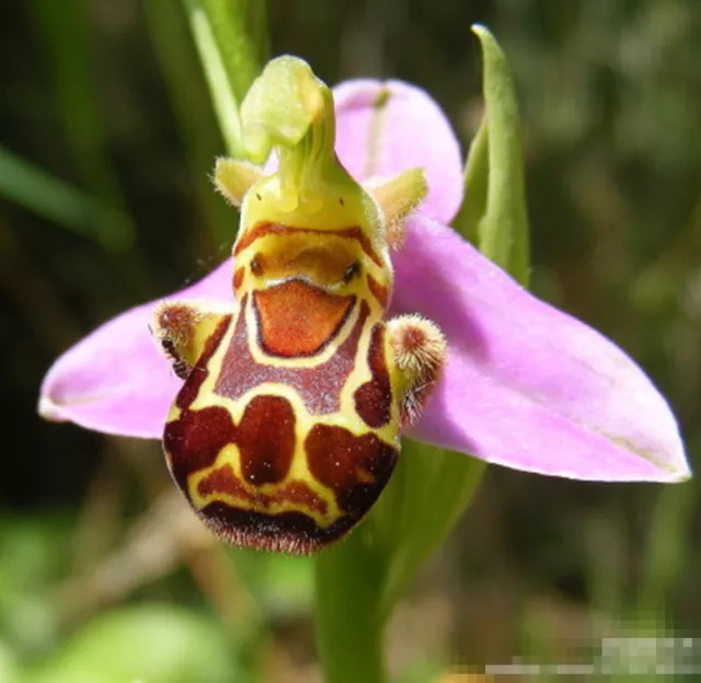 The Rare Ophrys Apifera (Bee Orchid Flower) Orchids Seeds.Quantity 5 10 20 40