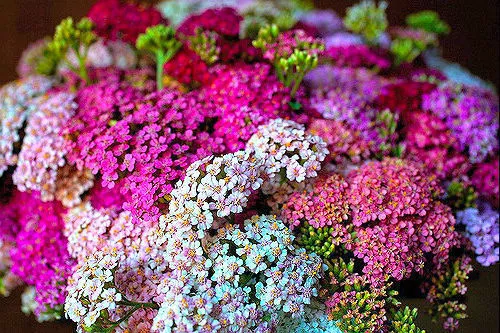 Achillea Millefolium Pastel Mixed - Yarrow (2500 Seeds) Perennial