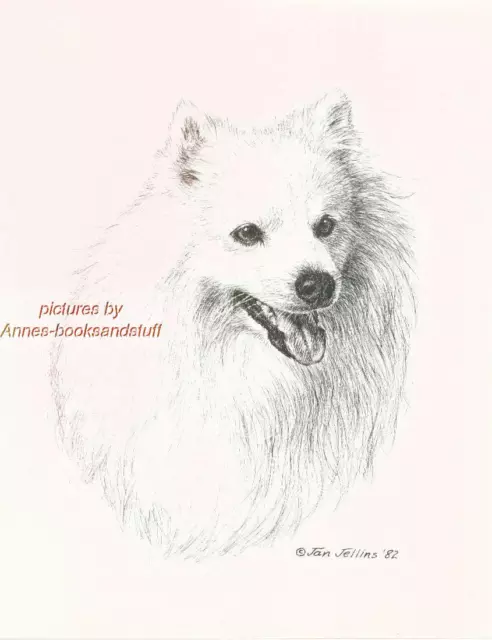 #318 AMERICAN ESKIMO DOG portrait art print * Pen and ink drawing by Jan Jellins