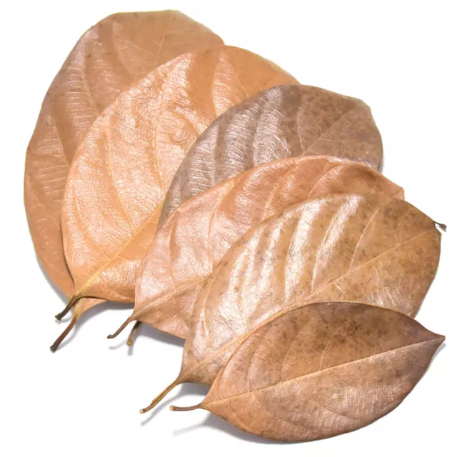 Dried Jackfruit Leaves Blackwater for Shrimp Betta Fish Aquarium Tank Pack of 25