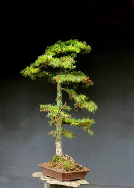 Bonsai outdoor winterhart Lärche, Larix,  H110 B63 D6 cm