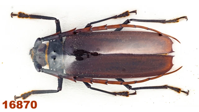 Cerambycidae: Prioninae sp.   A1, 46 mm , 1 pc