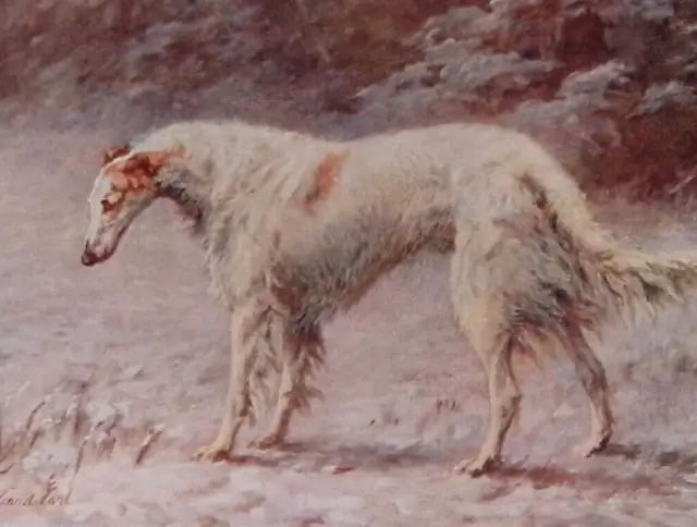 Original 1911 Antique Greyhound Color Print 10x8" Dog