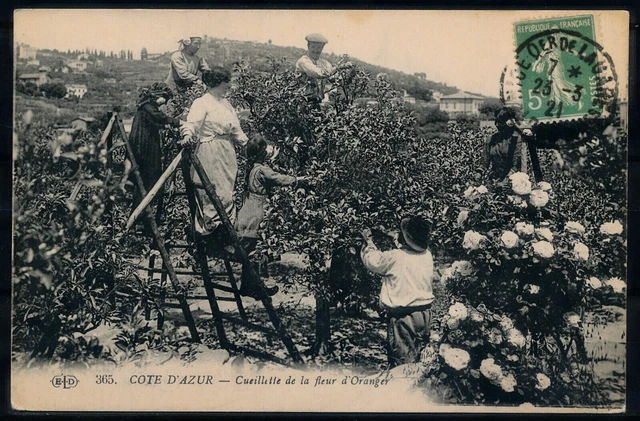 [CPA793] France, Côte d'Azur -Cueillette de la fleur d'Oranger- VF old postcard