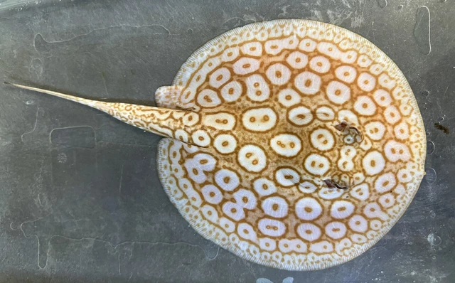 Albino Pearl Stingray Male 9-10” -Live Freshwater Tropical Aquarium Fish