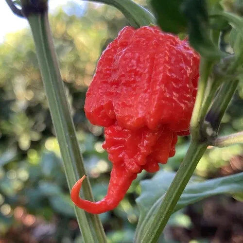 25 SEEDS Carolina Reaper Pepper Garden Vegetables Healthy Planting Edible Food