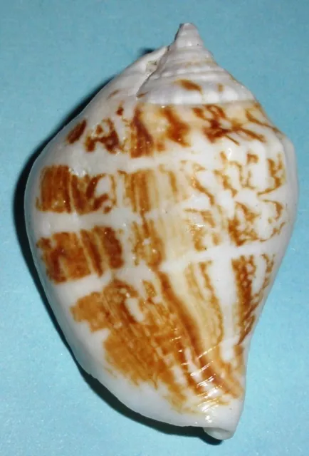 Strombus marginatus robustus - STROMBIDAE - China Sea Shell - 42.3mm  F++  #2141