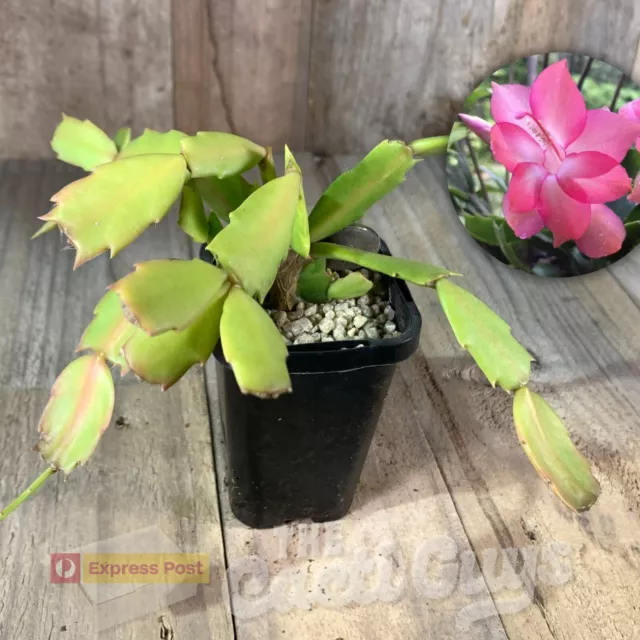 Schlumbergera hybrid "Thor Kiri" [shown in 68mm pot] Rare Cactus Succulent