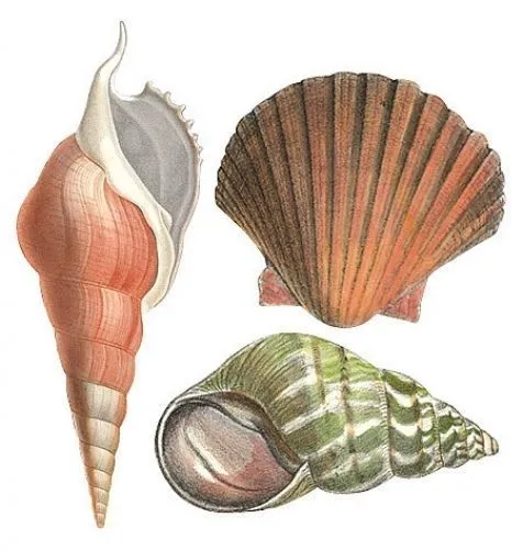 Anna Griffin Sea Shells Wallies Cutouts  12519
