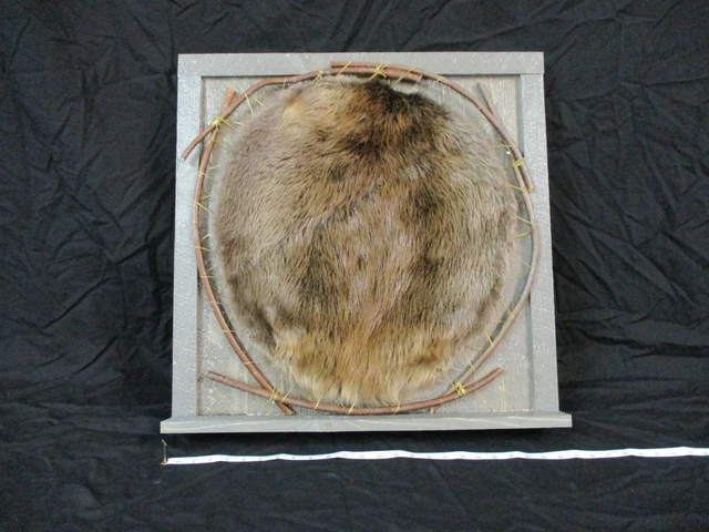 Beaver pelt ring barn wood, taxidermy fur real animal, tanned hide, wild animals Beaver pelt ring barn wood, taxidermy fur real animal, tanned hide, wild animals