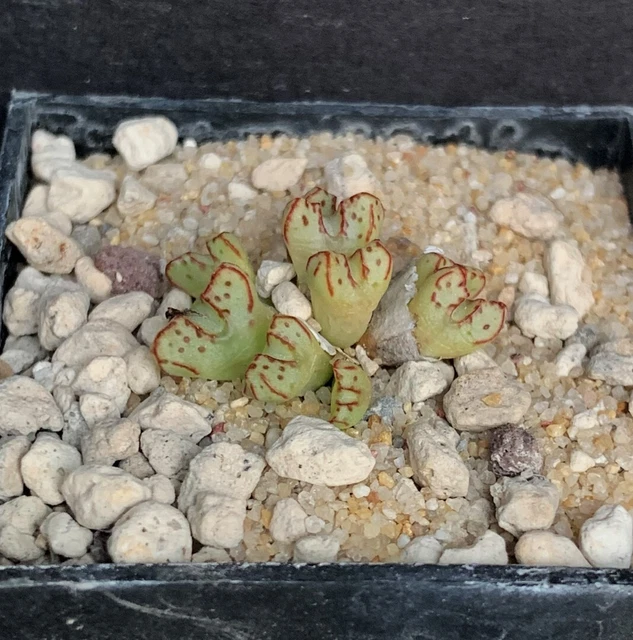 Conophytum tantillum ssp. Helenae LAV27467 S Kosies 1