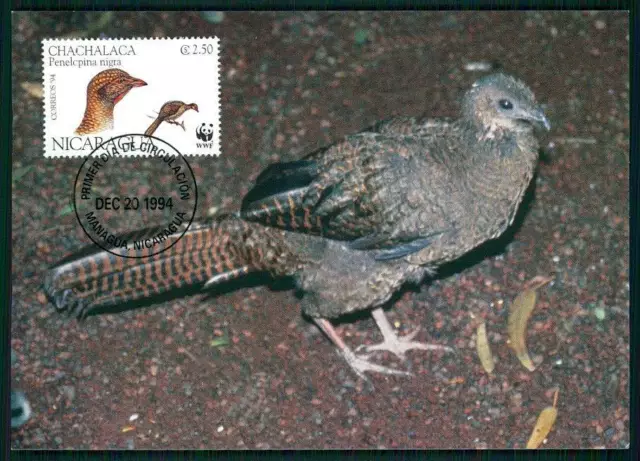 NICARAGUA MK WWF FAUNA VÖGEL SCHLUCHTENGUAN MAXIMUMKARTE MAXI CARD MC CM gv92