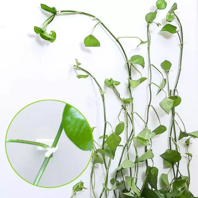 Invisible Plant Climbing Wall Clip Sticky Hook Vines Fixing Rattan Clips #T 3