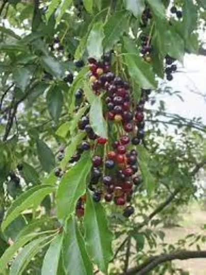 Graines de Prunus serotina,Le Cerisier d'automne,Cerisier noir,Cerisier tardif