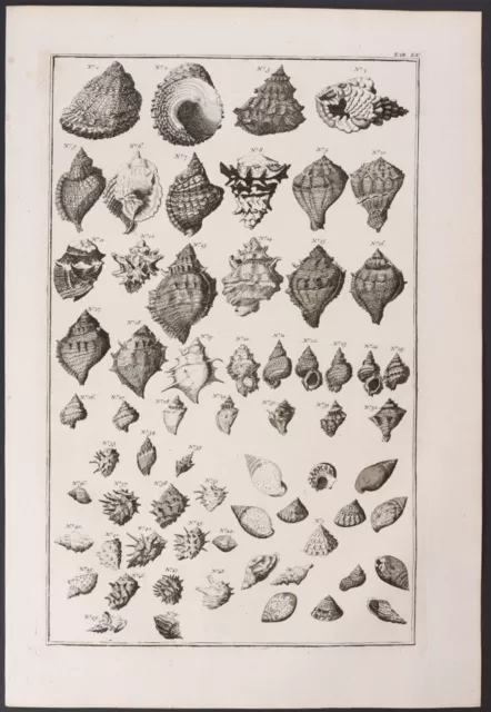 Seba - Various Shells. 60-2, 1765 Curiosities Original Folio Engraving