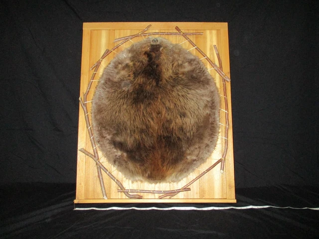 Beaver pelt ring cedar wood, taxidermy fur real animal, tanned hide wild animals Beaver pelt ring cedar wood, taxidermy fur real animal, tanned hide wild animals