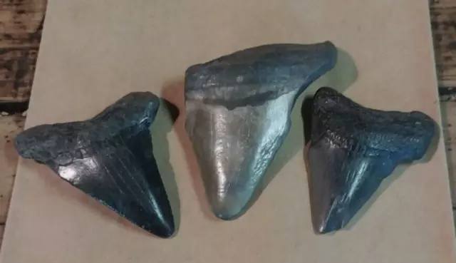 3 Fossil Megalodon era shark teeth in the 1 and 1/2 to 2 inch range