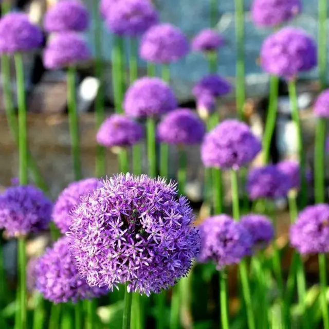 100Pcs Purple Giant Allium Giganteum Black Flower Home Garden Seeds Plant Decor