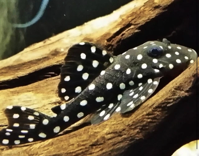 L201 Orinoco Snowball Pleco - Hypancistrus sp.  Live Fish (One Item) (2" - 2.5")