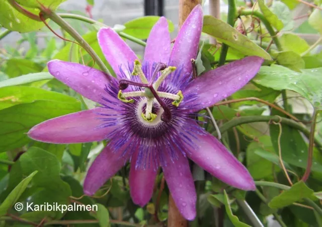 Passiflora 'Lavander Lady' - lila Passionsblume -  Frostharte Pflanze 30-50cm