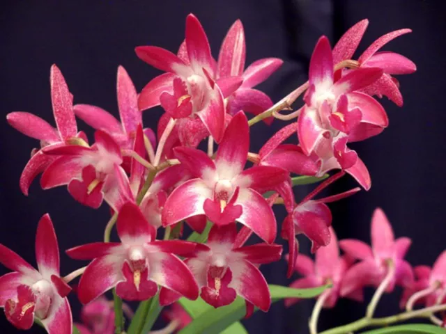 Orchid -Dendrobium Newbold Beauty  (Australian Rose-Beauty 'Pink Delight' HCC/AO