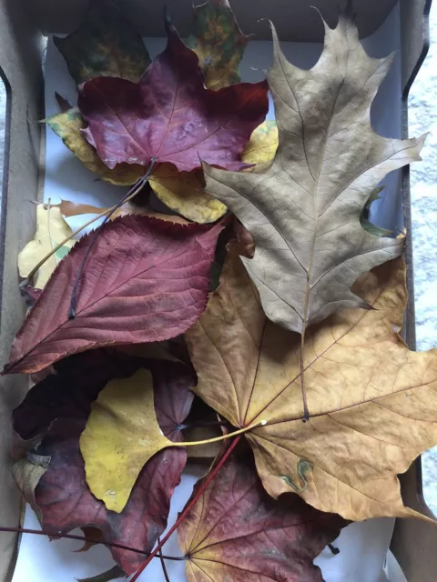 Hojas reales secas - 16 piezas secas decoración de otoño Berlín