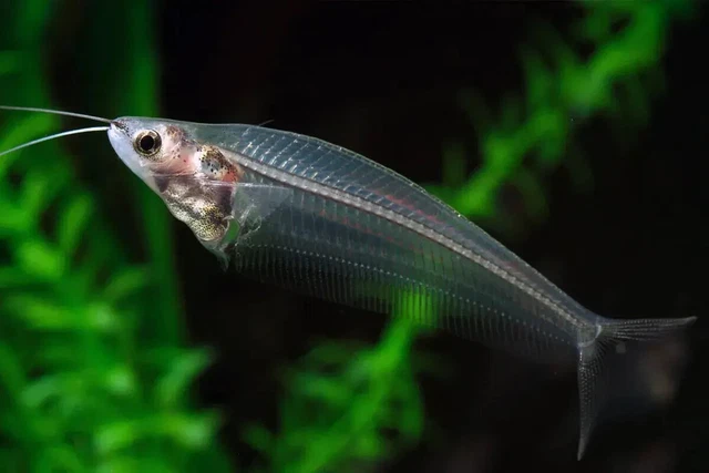 1 Live Juvenile Ghost Glass Catfish Premium Freshwater Tropical Fish Rare A+++