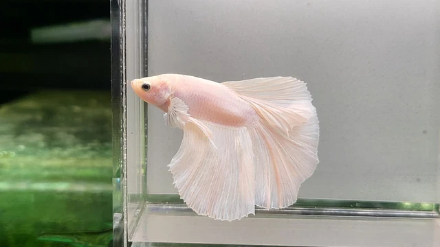 Live Betta Fish Male Halfmoon - White Platinum. Ship from US.