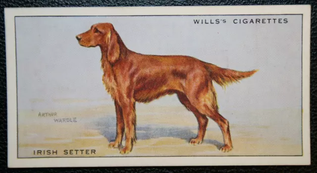 IRISH SETTER  by Wardle  Original 1930's Dog Card  AD05