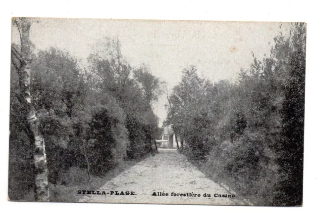 CPA ( 13,4 x 8,4 cm )  - 62 - STELLA-PLAGE - allée forestière du casino - vierge