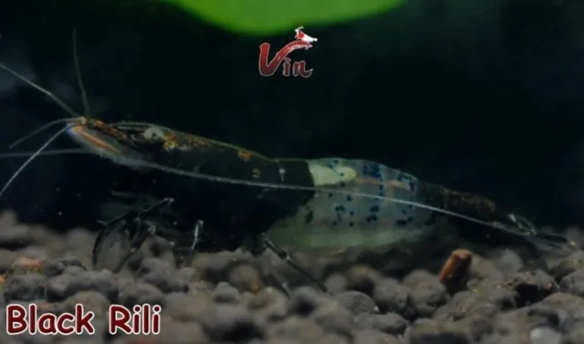 10+1 Black/Carbon Rili Freshwater Neocaridina Aquarium Shrimp + Rare Buce Clump