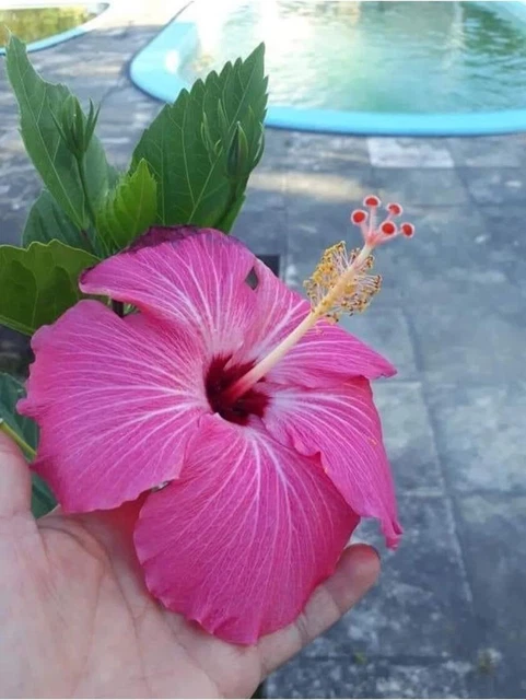 Pink  Hibiscus Seeds Perennial Hardy Flower Garden 20 Seed
