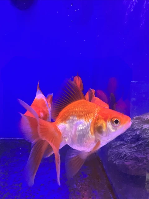 5 Ryukin Red And White  Goldfish 3-4 " Live  Freshwater Aquarium Fish Tank