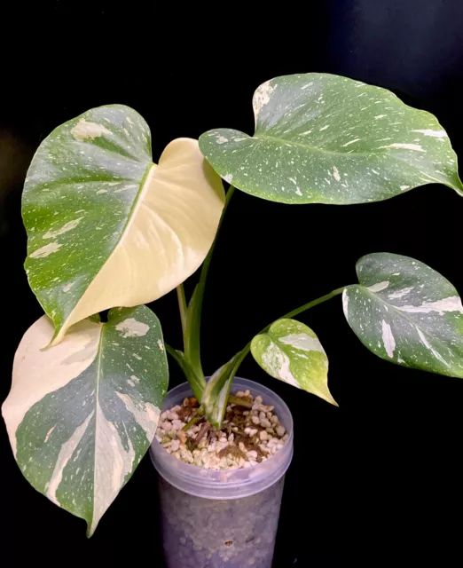 ⚠️ VARIEGATED Monstera thai constellation 🌙HALFMOON🌙⚠️not Philodendron ⚠️⚠️