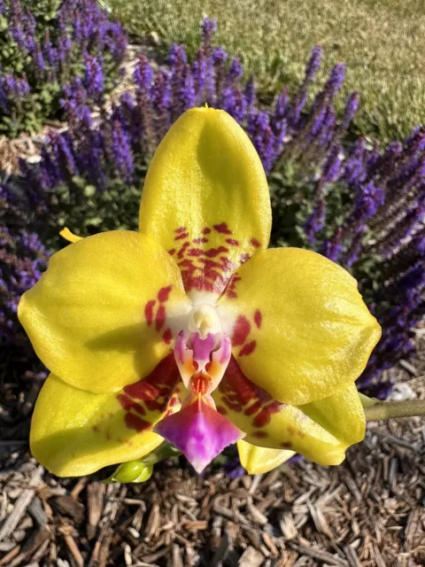 Orchid Phal Phalaenopsis Summer Lady. Mericlone. Actual Plant. 1 Spike Flowering