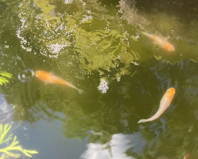 Red Cap Koi Medaka Ricefish Eggs 20+ Freshwater/Pond 3