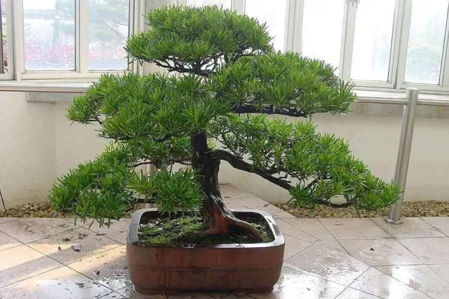 Bonsai Tree Buddhist Pine Podocarpus  in Large 20 cm Pot FREEPOST