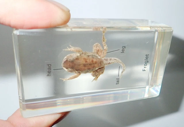 3 Parts Labelled Froglet in Amber Clear Lucite Block Learning Aid BK2A