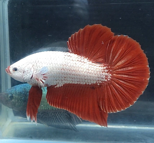 Live Betta Fish : HMPK  Red Dragon Male Quality Grade From Thailand