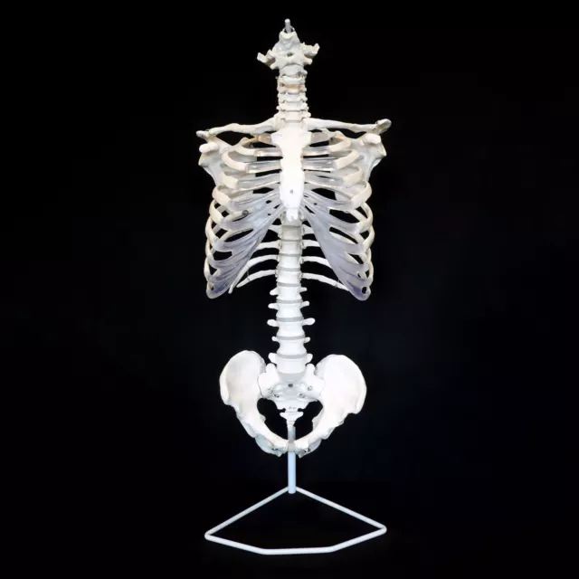 Anatomical Human Skeletal Trunk Model - Medical Skeleton Torso Anatomy