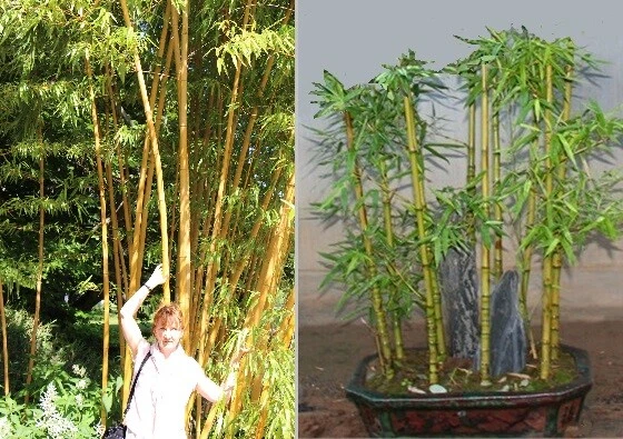 dracaena reflexa Dracaena reflexa variegata main image 0