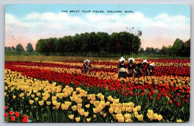 Postcard Holland Michigan Van Bragt Tulip Fields