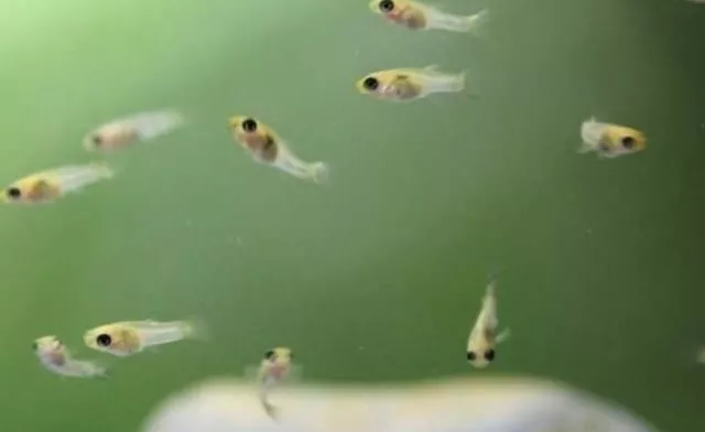 Guppy - Fancy Guppy Fry 15 Pack. Watch Your Guppies Grow And Gain There Color!