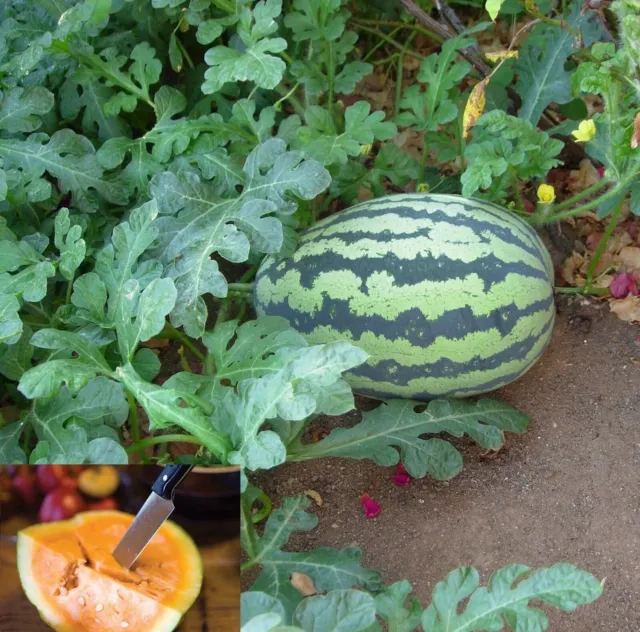 Israeli Fresh Organic Orangeglo Watermelon * 10 Seeds * Citrullus lanatus Rare